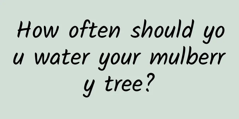 How often should you water your mulberry tree?