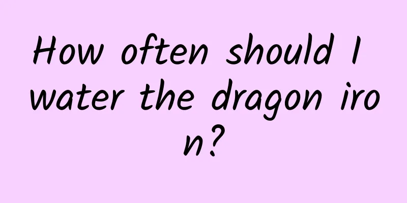 How often should I water the dragon iron?