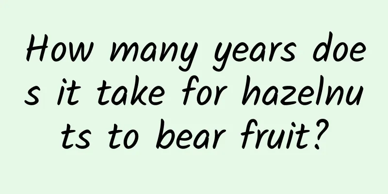 How many years does it take for hazelnuts to bear fruit?