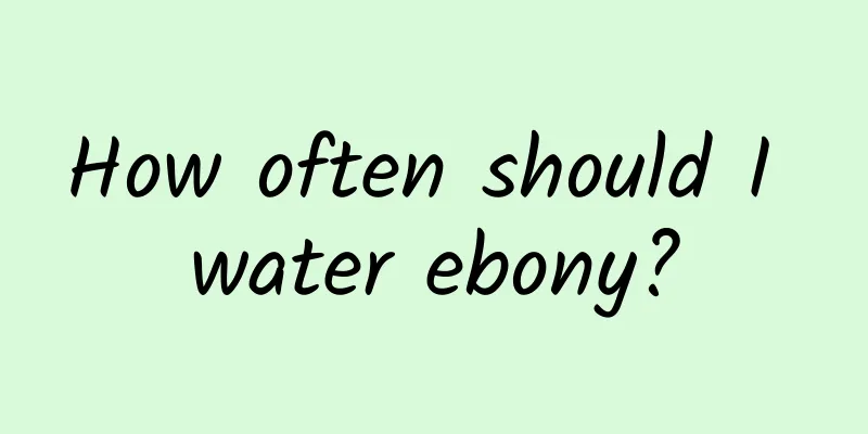 How often should I water ebony?