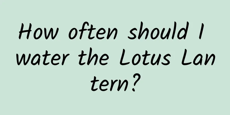 How often should I water the Lotus Lantern?