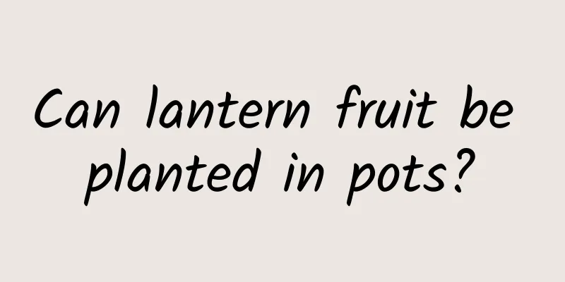 Can lantern fruit be planted in pots?