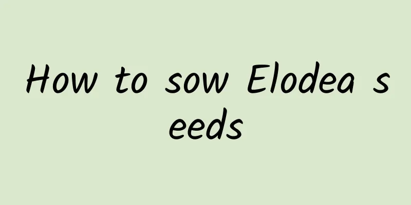How to sow Elodea seeds