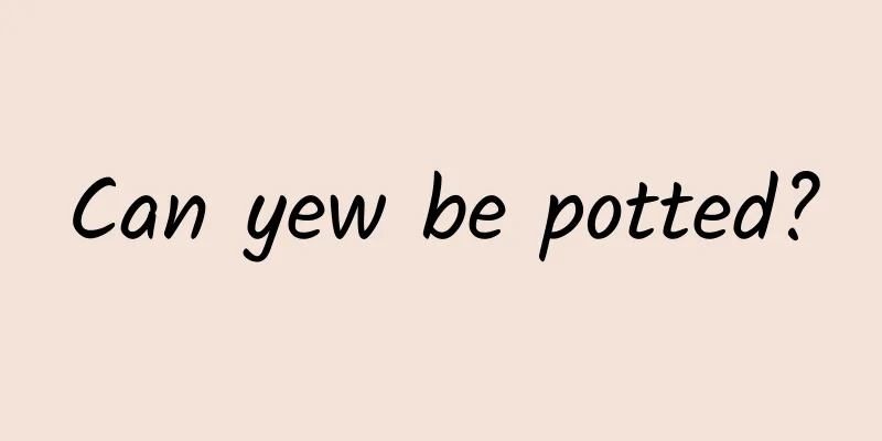 Can yew be potted?