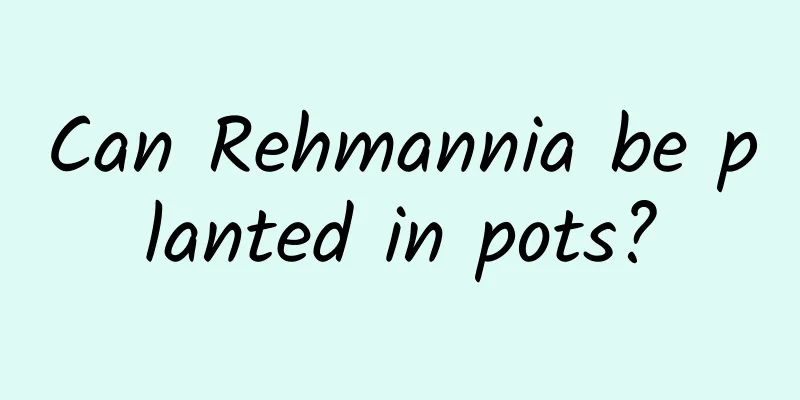 Can Rehmannia be planted in pots?