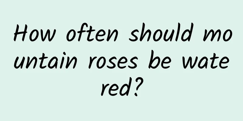 How often should mountain roses be watered?