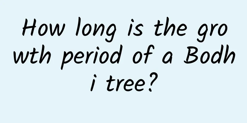 How long is the growth period of a Bodhi tree?