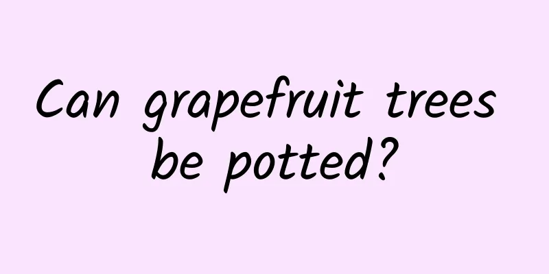 Can grapefruit trees be potted?