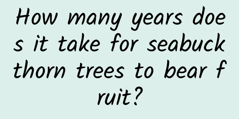 How many years does it take for seabuckthorn trees to bear fruit?