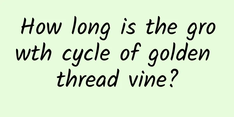 How long is the growth cycle of golden thread vine?