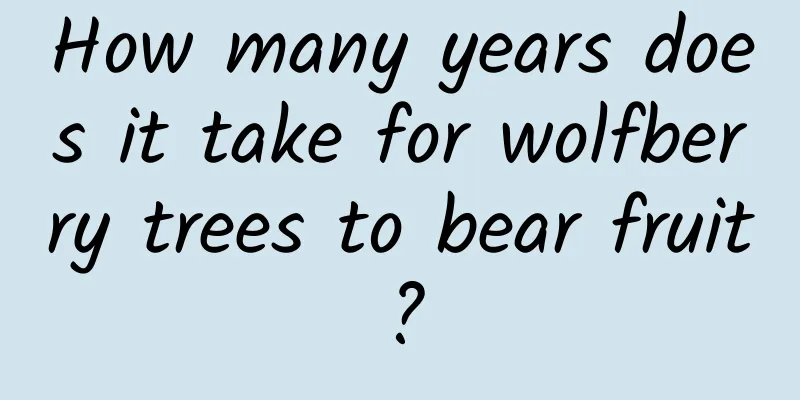 How many years does it take for wolfberry trees to bear fruit?