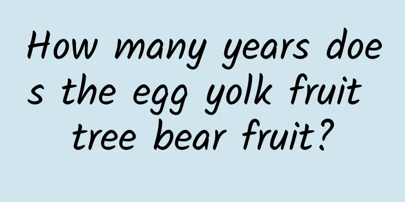 How many years does the egg yolk fruit tree bear fruit?
