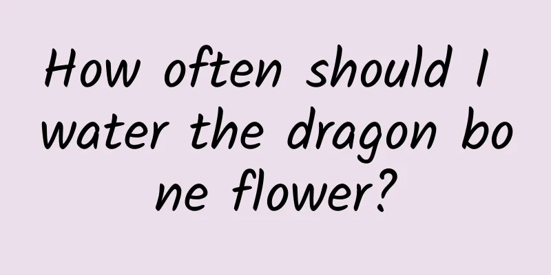 How often should I water the dragon bone flower?