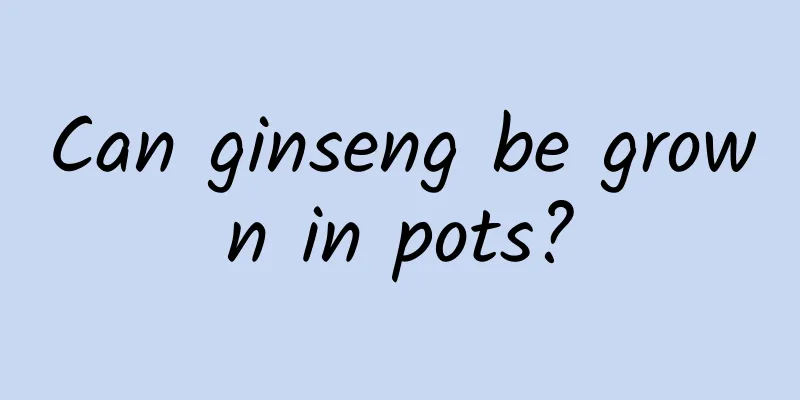 Can ginseng be grown in pots?