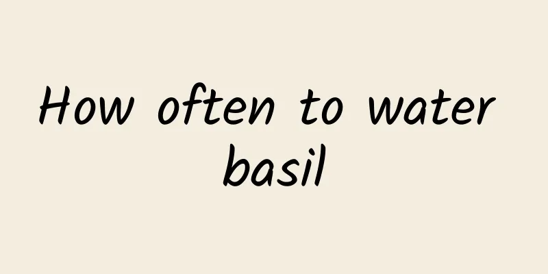 How often to water basil