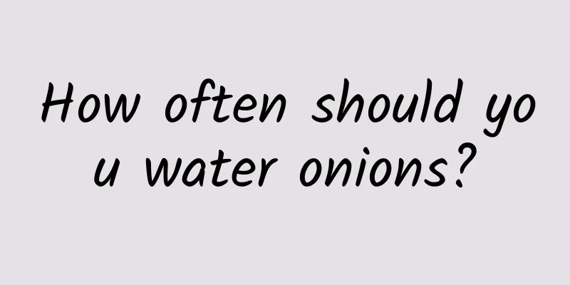 How often should you water onions?
