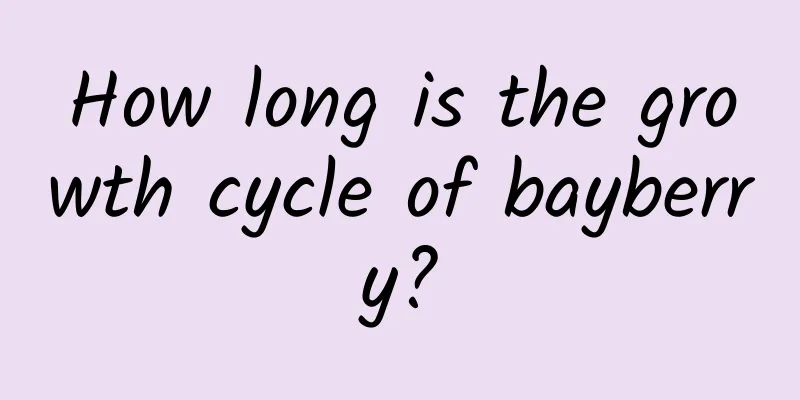 How long is the growth cycle of bayberry?