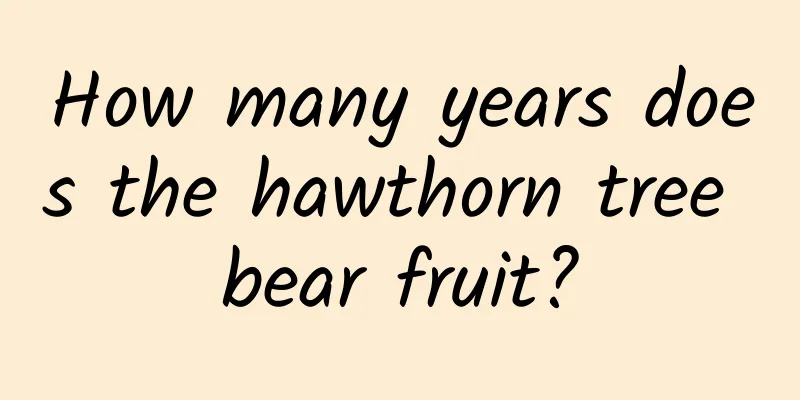 How many years does the hawthorn tree bear fruit?
