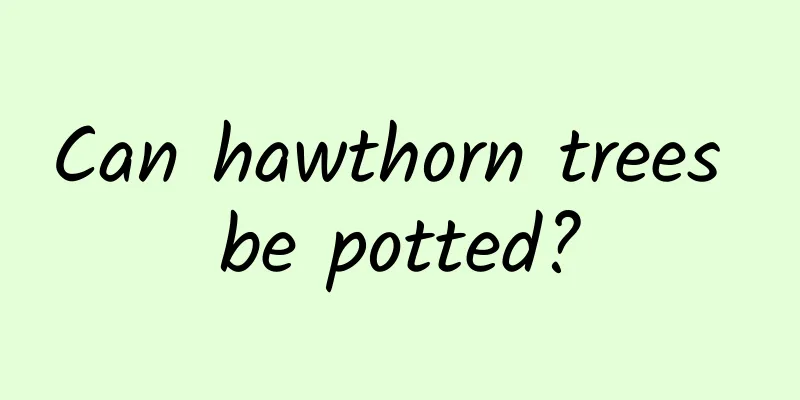 Can hawthorn trees be potted?