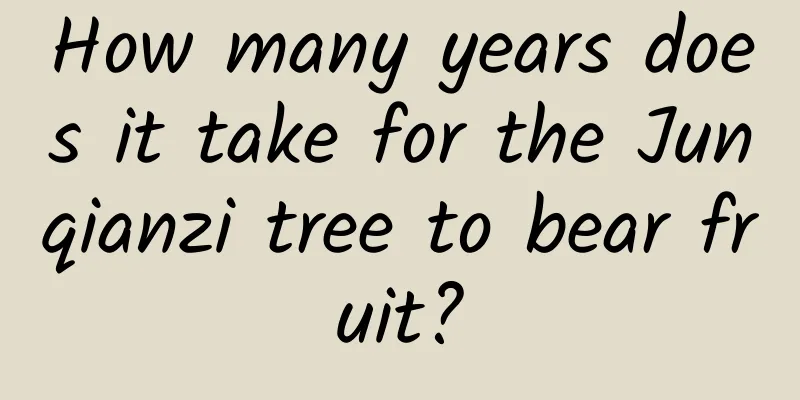 How many years does it take for the Junqianzi tree to bear fruit?