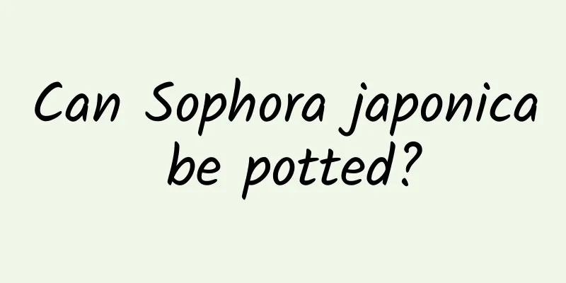 Can Sophora japonica be potted?