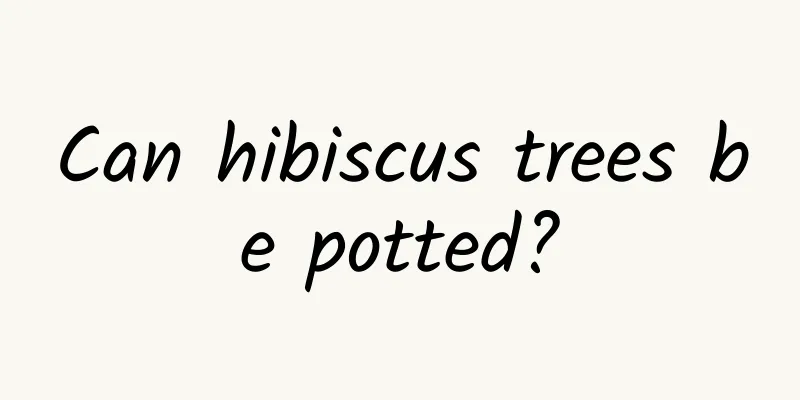 Can hibiscus trees be potted?