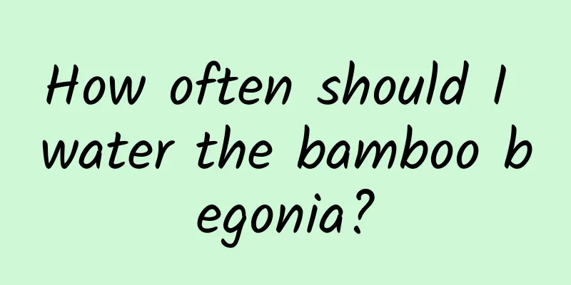 How often should I water the bamboo begonia?