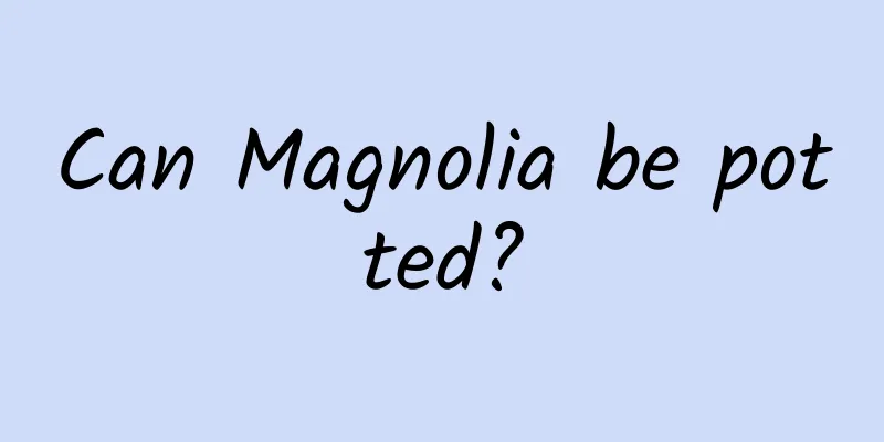 Can Magnolia be potted?