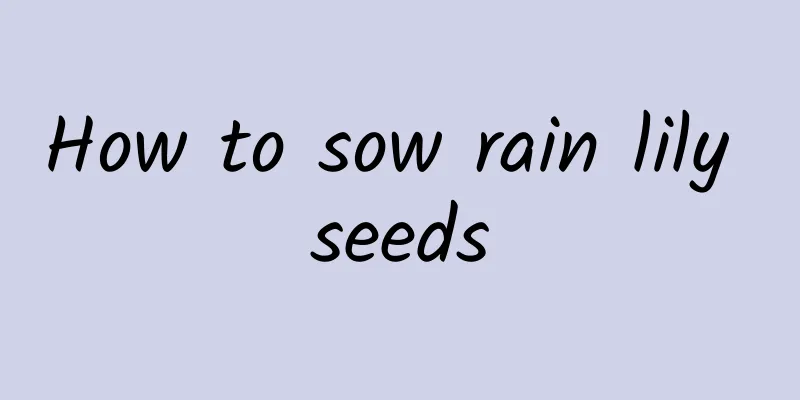 How to sow rain lily seeds