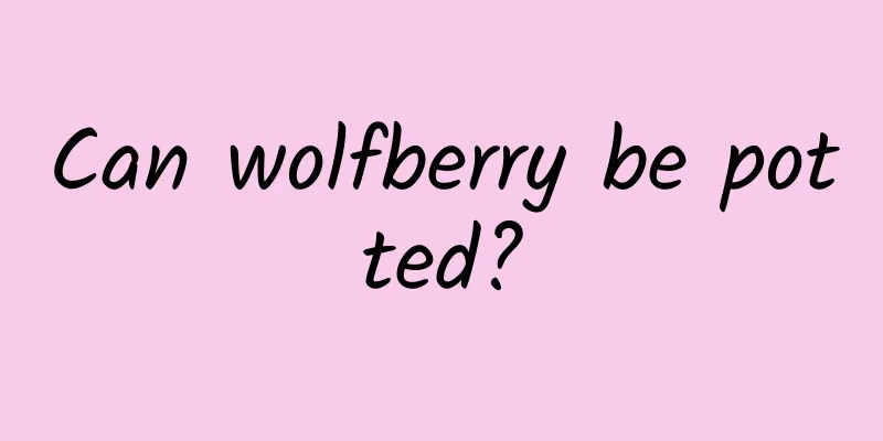Can wolfberry be potted?