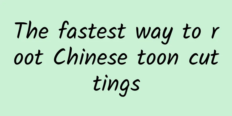 The fastest way to root Chinese toon cuttings