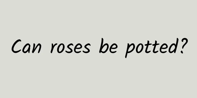Can roses be potted?