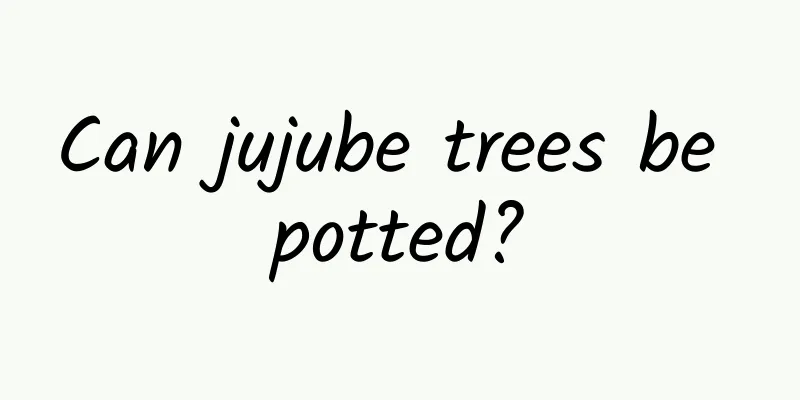 Can jujube trees be potted?