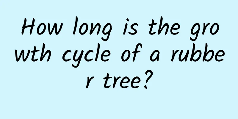 How long is the growth cycle of a rubber tree?