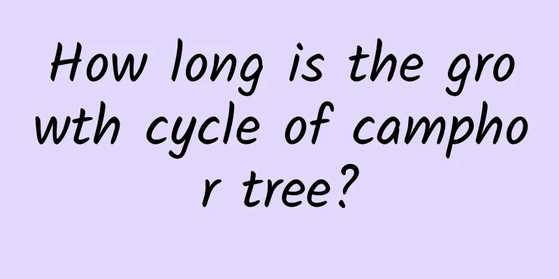 How long is the growth cycle of camphor tree?