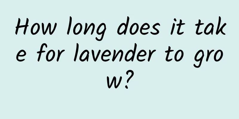 How long does it take for lavender to grow?