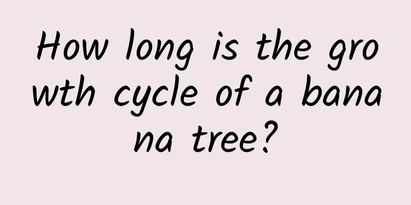 How long is the growth cycle of a banana tree?