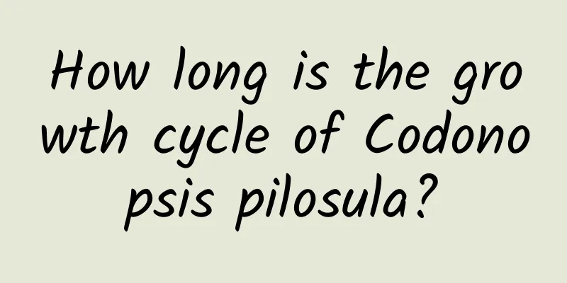 How long is the growth cycle of Codonopsis pilosula?