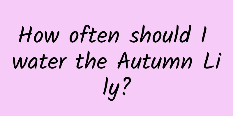 How often should I water the Autumn Lily?