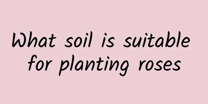What soil is suitable for planting roses
