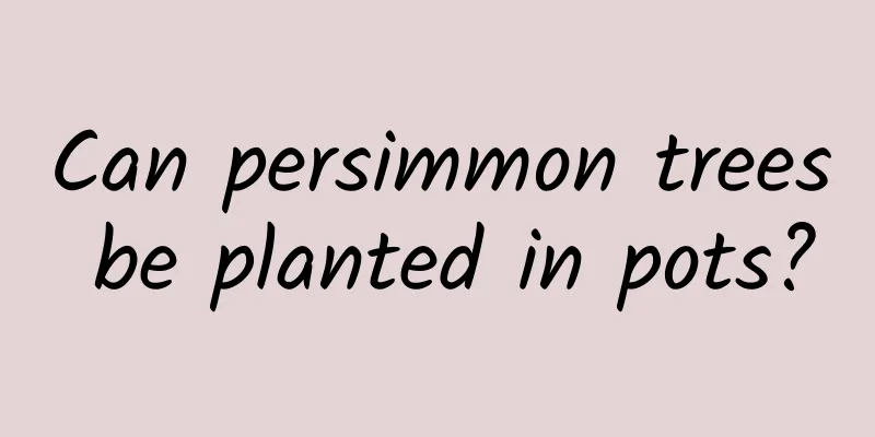 Can persimmon trees be planted in pots?
