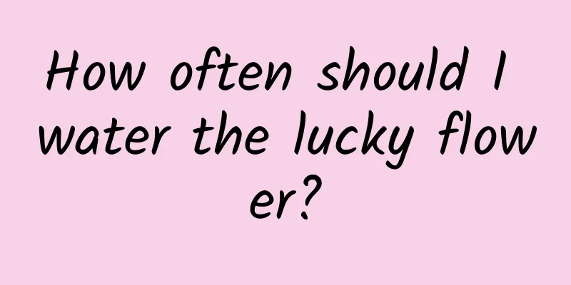 How often should I water the lucky flower?