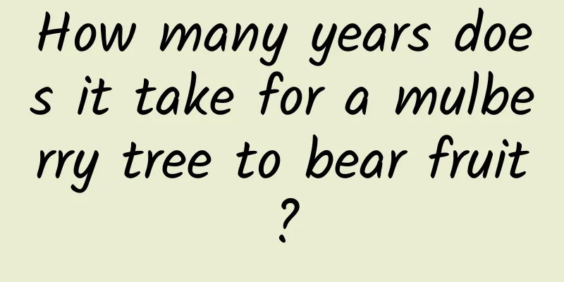 How many years does it take for a mulberry tree to bear fruit?