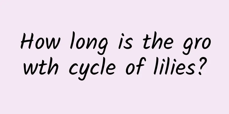 How long is the growth cycle of lilies?