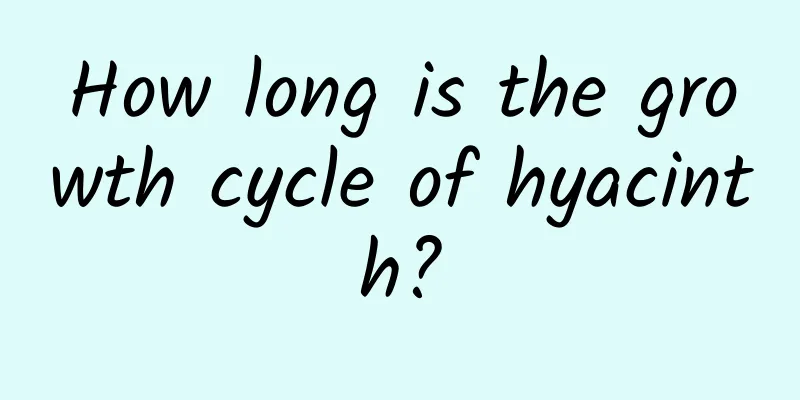 How long is the growth cycle of hyacinth?