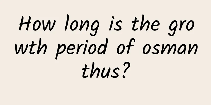 How long is the growth period of osmanthus?