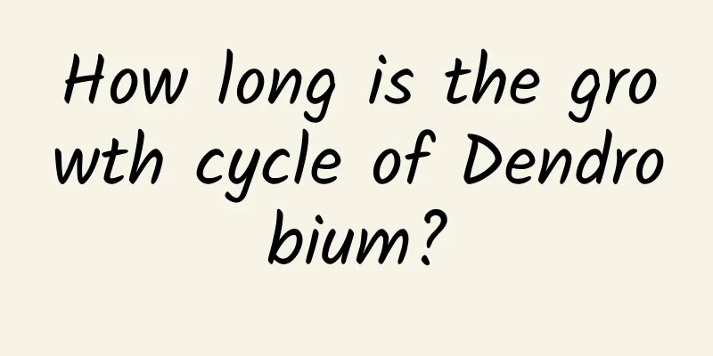 How long is the growth cycle of Dendrobium?