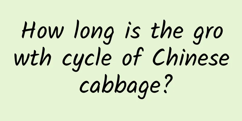 How long is the growth cycle of Chinese cabbage?