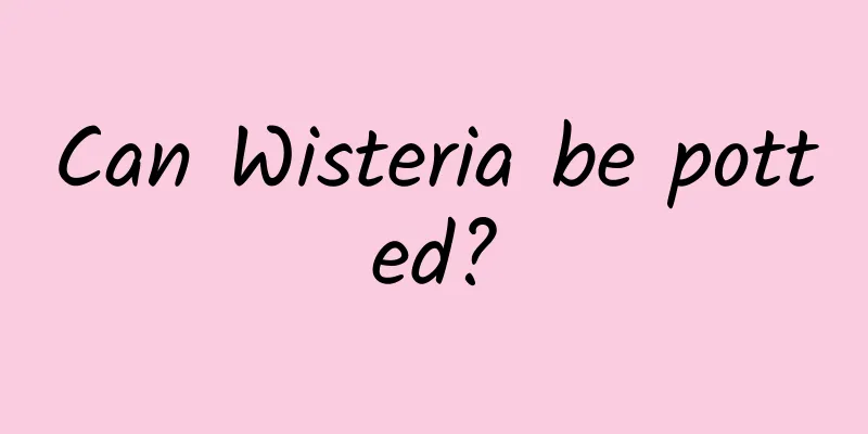 Can Wisteria be potted?