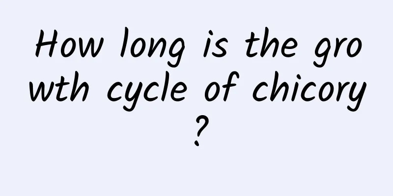 How long is the growth cycle of chicory?